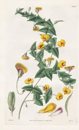 Platylobium Murrayanum. Mr. Murray's Platylobium. Tab. 3259 - Australia Australien / Pflanze Planzen plant pla