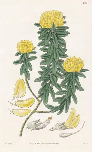 Priestleya Villosa. Villous Priestleya. Tab. 3216 - South Africa Südafrika / Pflanze Planzen plant plants / fl