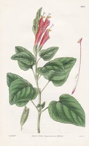 Salvia Strictiflora. Erect-Flowered Sage. Tab. 3135 - Peru / Pflanze Planzen plant plants / flower flowers Blu