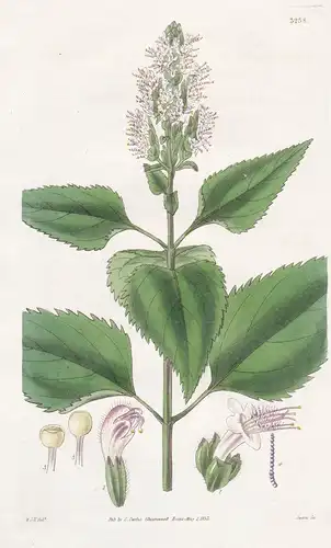 Pogostemon Plectranthoides. Plectranthus-Like Pogostemon. Tab. 3238 - Mauritius / Pflanze Planzen plant plants