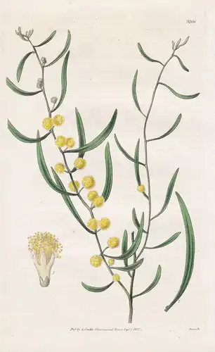 Acacia Verniciflua. Varnished Acacia. Tab. 3266 -  Pflanze Planzen plant plants / flower flowers Blume Blumen