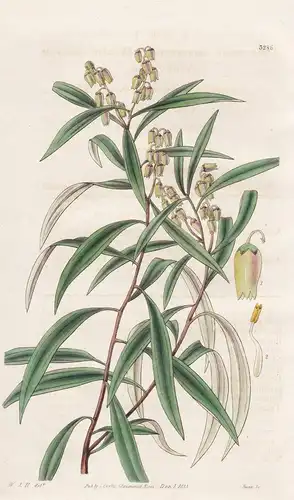 Andromeda Salicifolia. Willow-Leaved Andromeda. Tab. 3286 - Madagascar / Pflanze Planzen plant plants / flower