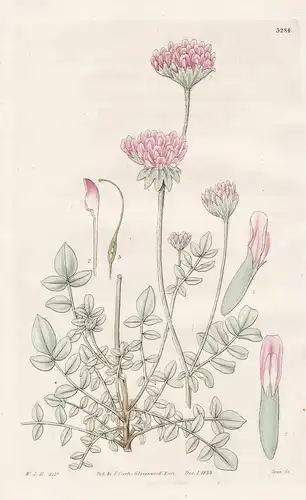 Anthyllis Webbiana. Rose-Coloured Kidney-Vetch, or Lady's Finger. Tab. 3284 - Tenerife Teneriffa / Pflanze Pla