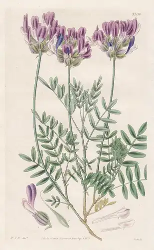 Astragalus Vesicarius. Bladdered Milk-Vetch. Tab. 3268 -  Pflanze Planzen plant plants / flower flowers Blume