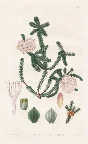 Beaufortia Dampieri. Dampier's Beaufortia. Tab. 3272 - Australia Australien / Pflanze Planzen plant plants / f