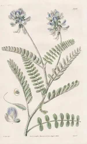 Astragalus Procumbens. Procumbent Milk.Vetch. Tab. 3263 - Chile / Pflanze Planzen plant plants / flower flower
