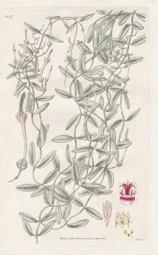 Ceropegia Wightii. Dr. Wight'S Ceropegia. Tab. 3267 -  Pflanze Planzen plant plants / flower flowers Blume Blu