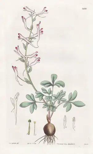 Corydalis Longiflora. Long-Flowered Corydalis. Tab. 3230 -  Pflanze Planzen plant plants / flower flowers Blum