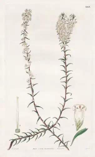 Epacris Ceraeflora. Wax-Flowered Epacris. Tab. 3243 - Australia Australien / Pflanze Planzen plant plants / fl