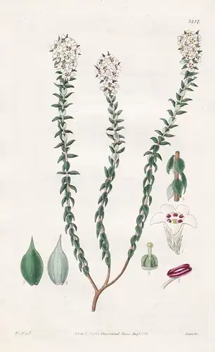 Epacris Heteronema. Varyin-Stemmed Epacris. Tab. 3257 - Australia Australien / Pflanze Planzen plant plants /