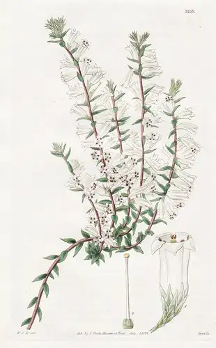 Epacris Nivalis. Snowy Epacris. Tab. 3253 - Pflanze Planzen plant plants / flower flowers Blume Blumen / botan