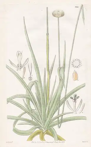 Eriocaulon Decangulare. Ten-Angled Pipe-Wort. Tab. 3126 - South America / Pflanze Planzen plant plants / flowe