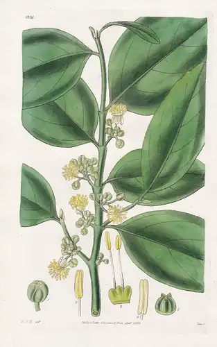 Gelonium Fasciculatum. Cluster-Flowered Gelonium. Tab. 3231 - East-Indies / Pflanze Planzen plant plants / flo