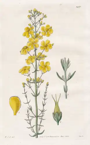 Hypericum Hyossopifolium. Hyssop-Leaved St. John's Wort. Tab. 3277 - Pflanze Planzen plant plants / flower flo