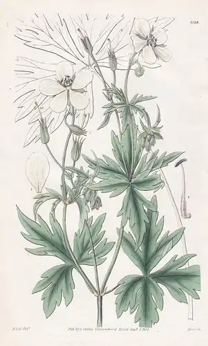 Geranium Albiflorum.White-Flowered Crane's Bill. Tab. 3124 - North America Nordamerika / Pflanze Planzen plant