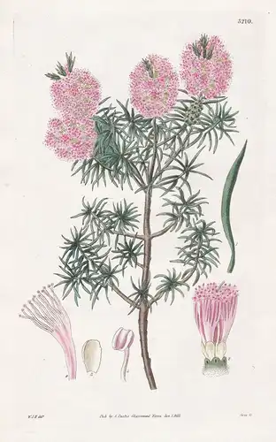 Melaleuca Fraseri. Mr. Fraser's Melaleuca. Tab. 3210 - Australia Australien / Pflanze Planzen plant plants / f