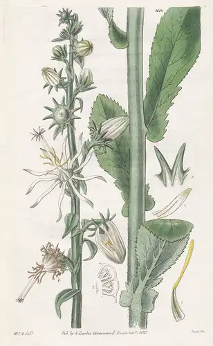 Michauxia Laevigata. Smooth Michauxia. Tab. 3128 - Persia Persien / Pflanze Planzen plant plants / flower flow
