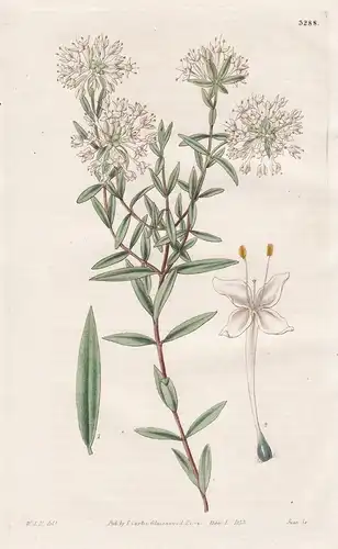 Pimelea Graciliflora. Slender-Flowered Pimelea. Tab. 3288 - Australia Australien / Pflanze Planzen plant plant