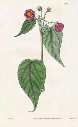 Sida Rosea. Reddish Globe-Flowered Sida. Tab. 3150 - Brazil Brasil Brasilien / Pflanze Planzen plant plants /