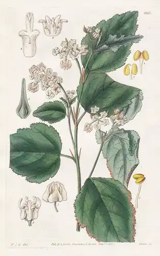 Rulingia Corylifolia. Nut-Leaved Rulingia. Tab. 3182 - Pflanze Planzen plant plants / flower flowers Blume Blu