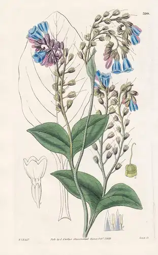Symphytum Caucasium. Caucasian Comfrey. Tab. 3188 -  Pflanze Planzen plant plants / flower flowers Blume Blume