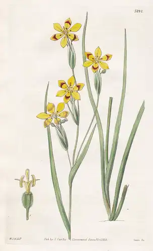 Sisyrinchium Maculatum. Spotted-Flowered Sisyrinchium. Tab. 3197 - Chile / Pflanze Planzen plant plants / flow