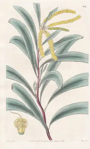 Acacia Cinerascens. Grey Fragrant Acacia. Tab. 3174 - Australia Australien / Pflanze Planzen plant plants / fl