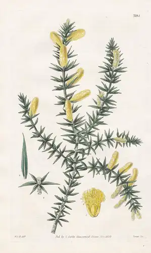 Acacia Ruscifolia. Butcher's-Broom-Leaved Acacia. Tab. 3195 - Australia Australien / Pflanze Planzen plant pla