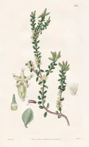 Acrotriche Ovalifolia. Oval-Leaved Acrotriche. Tab. 3171 - Australia Australien / Pflanze Planzen plant plants