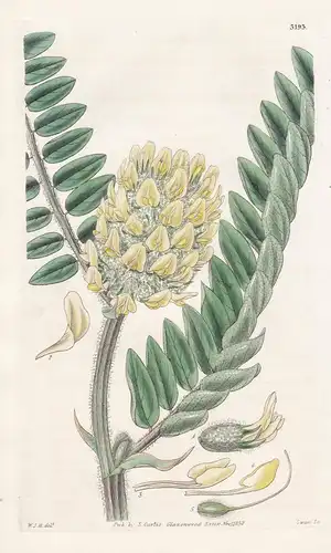 Astragalus Alopecuroides. Fox-Tail Milk-Vetch. Tab. 3193 - Espana Spain Spanien / Pflanze Planzen plant plants