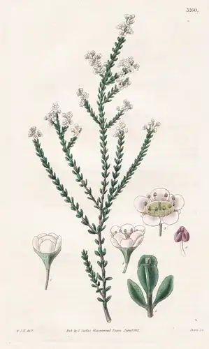 Baeckea Saxicola. Stony Baeckea. Tab. 3160 - Australia Australien / Pflanze Planzen plant plants / flower flow
