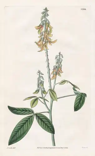 Crotalaria Striata. Striated-Flowered Crotalaria. Tab. 3200 - Mauritius / Pflanze Planzen plant plants / flowe