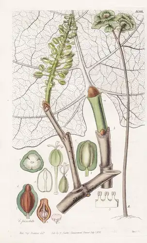 Coccoloba Pubescens. Downy, or Great-Leaved Sea-Side Grape. Leather-Coat Tree. Tab. 3166 - West Indies / Pflan