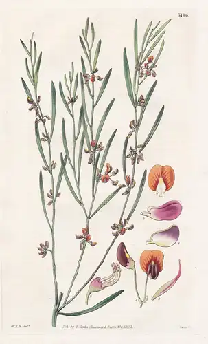 Daviesia Virgata. Twiggy Daviesia. Tab. 3196 - Australia Australien / Pflanze Planzen plant plants / flower fl