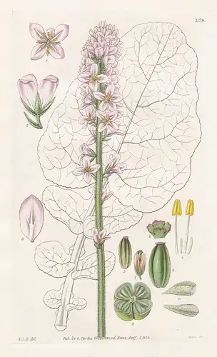 Francoa Appendiculata. Appensiculated Francoa. Tab. 3178 - Chile Chiloé / Pflanze Planzen plant plants / flowe