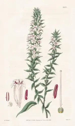 Epacris Onosmaeflora. Onosma-Flowered Epacris. Tab. 3168 - Australia Australien / Pflanze Planzen plant plants