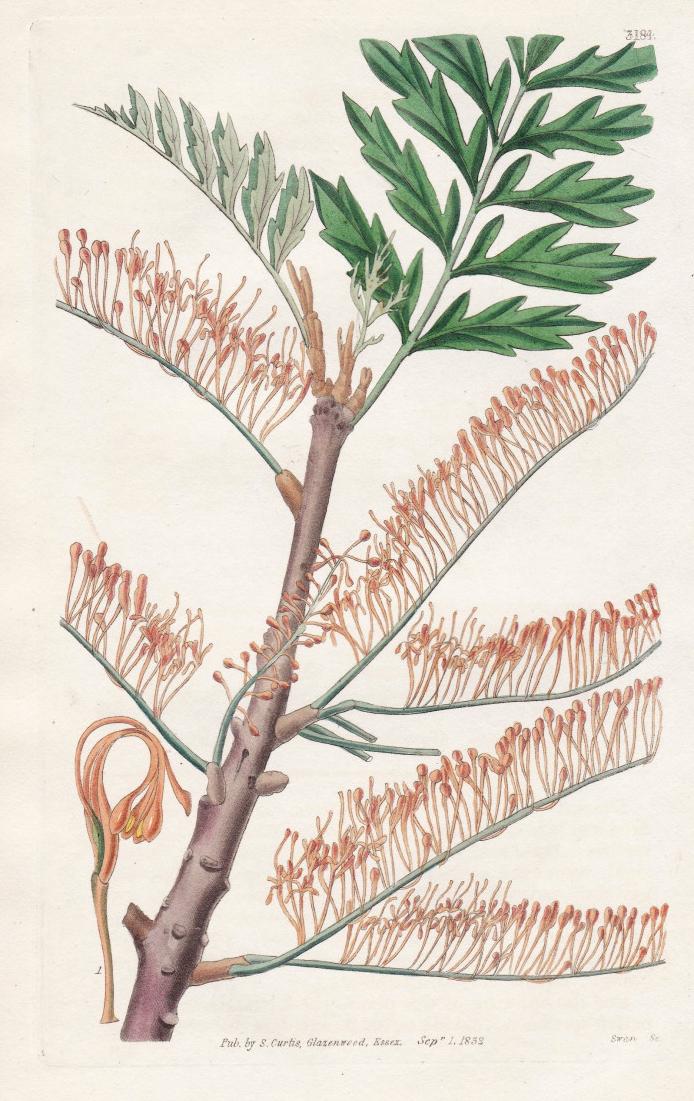 Grevillea Robusta. Gigantic Grevillea. Tab. 3184 New Zealand