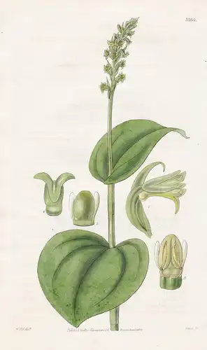 Habenaria Cordata. Heart-Leaved Habenaria. Tab. 3164 - Portugal / Pflanze Planzen plant plants / flower flower