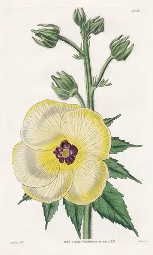 Hibiscus Manihot. Palated-Leaved Hibiscus. Tab. 3152 - Pflanze Planzen plant plants / flower flowers Blume Blu