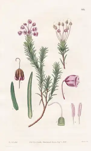 Menziesia Empetrifolia. Crow-Berry-Leaved Menziesia. Tab. 3176 - North America Nordamerika / Pflanze Planzen p