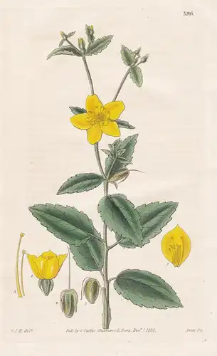 Mentzelia Hispida. Hispid Mentzelia. Tab. 3205 - Peru / Pflanze Planzen plant plants / flower flowers Blume Bl