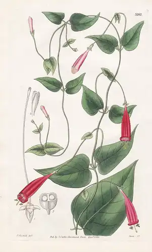 Manettia Cordifolia. Heart-Leaved Manettia. Tab. 3202 - Argentina Argentinien / Pflanze Planzen plant plants /