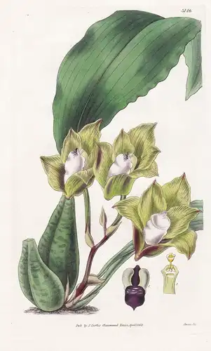 Maxillaria Tetragona. Four-cornered Maxillaria. Tab. 3146 - Brazil Brasil Brasilien / Orchidee Orchid / Pflanz