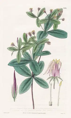Pittosporum Cornifolium. Cornel-Leaved Pittosporum. Tab. 3161 - New Zealand Neuseeland / Pflanze Planzen plant