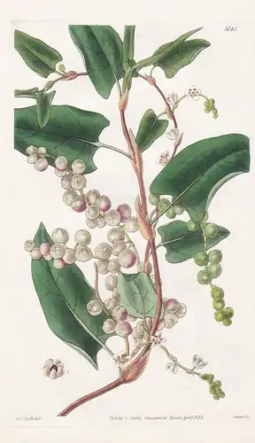 Polygonum Adpressum. Berry-Bearing Polygonum, or Macquarie-Harbour Grape. Tab. 3145 - Australia Australien / P