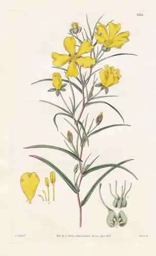 Hibbertia Cunninghamii. Mr. Cinnungham's Hibbertia. Tab. 3183 - Australia Australien / Pflanze Planzen plant p