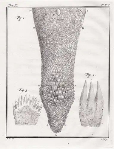 Pl. XV. - Roussette Fledermaus bat bats / Anatomie animal anatomy / Tiere animals animaux