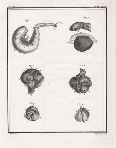 Pl. XIII. - mole Maulwurf moles / organs Organe / Tiere animals animaux / animal Anatomie anatomy