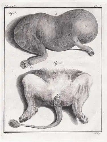 Pl. V. - Lion Löwe / feet Fuß / Anatomie anatomy / Tiere animals animaux