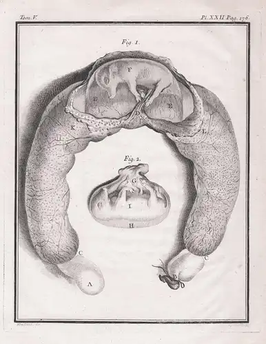 Pl. II. - wild boar Wildschwein Schwein Suckling pig Spanferkel / Fetus / Tiere animals animaux